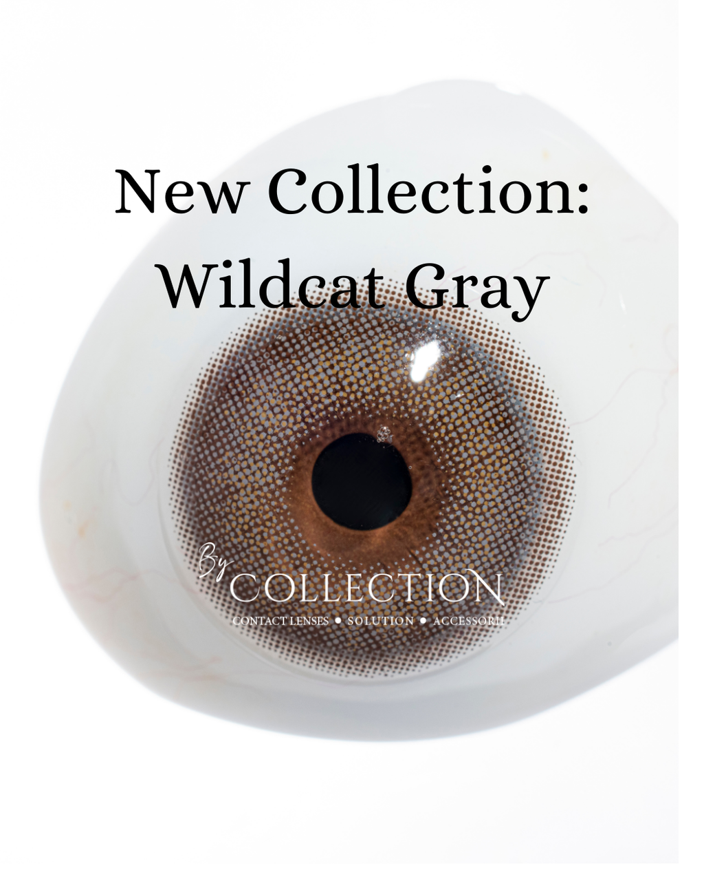 Gray Wildcat: New Collection