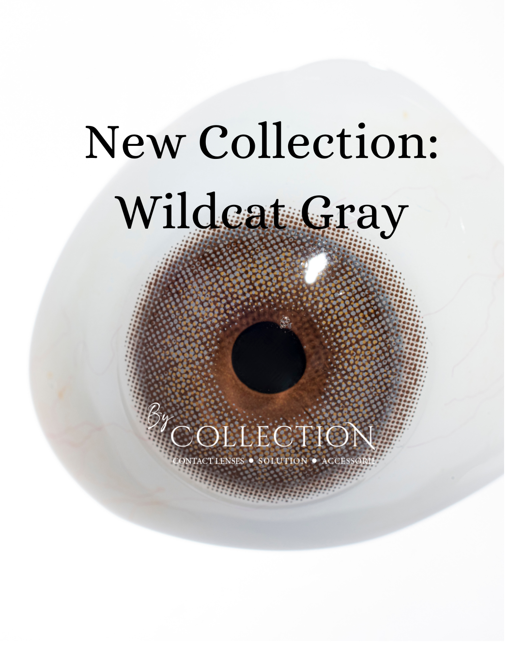 Gray Wildcat: New Collection